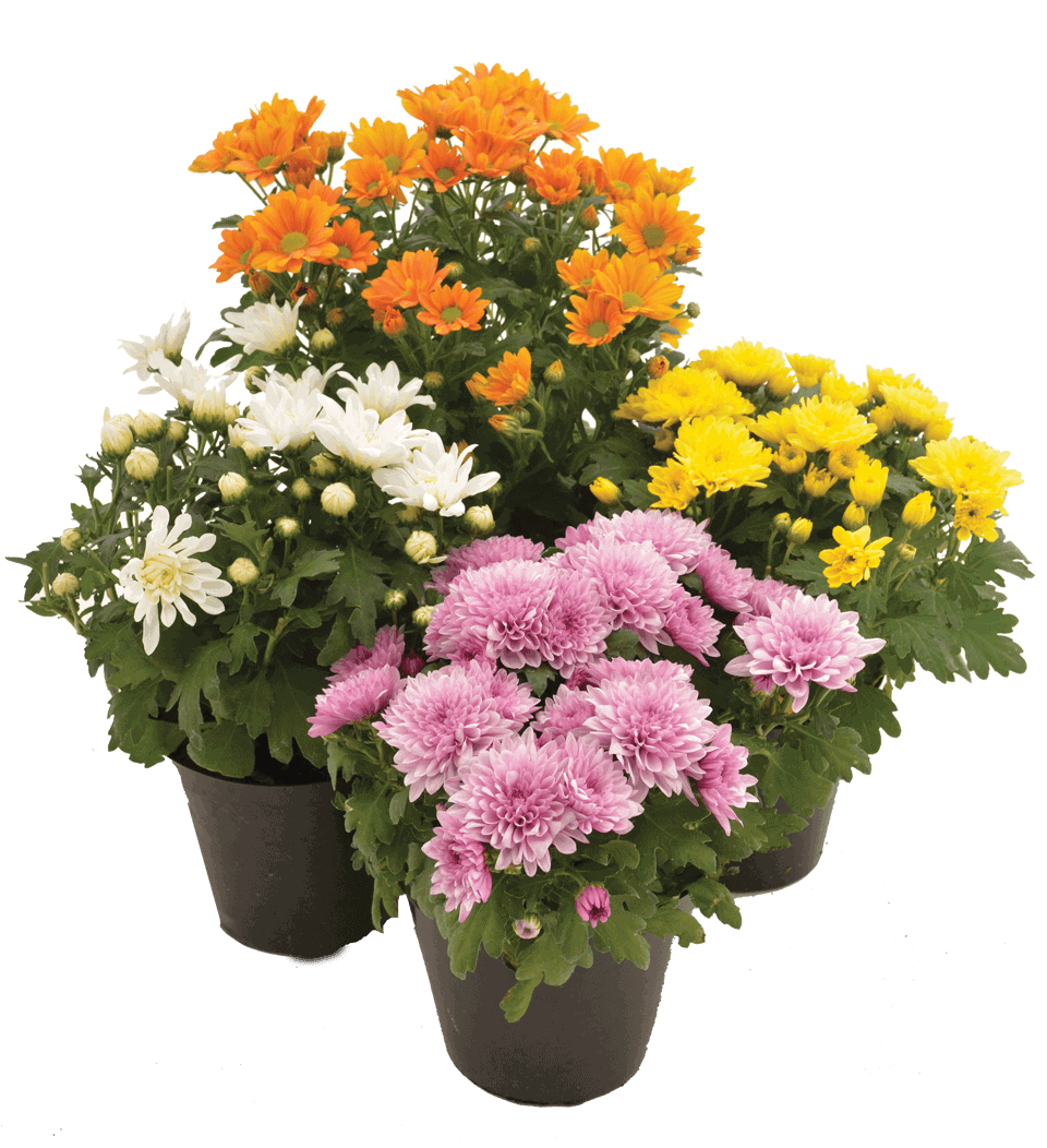 Lauko augalas chrizantema, 1 spalva, Ø 10, 25 cm, lot. CHRYSANTHEMUM-0