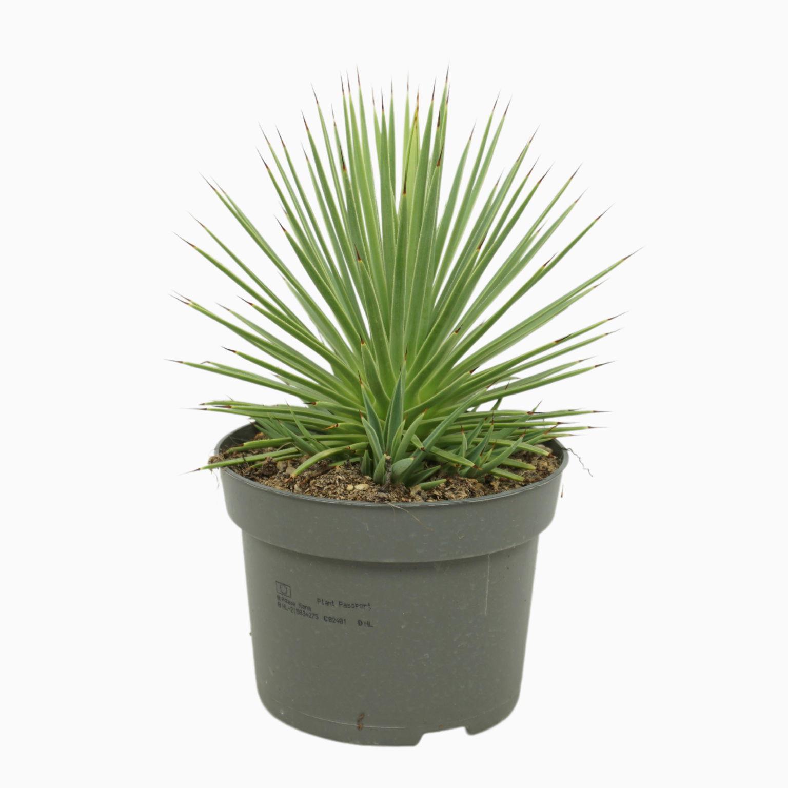 Vazoninis augalas agava, Ø 26, 40 cm, lot. AGAVE-0