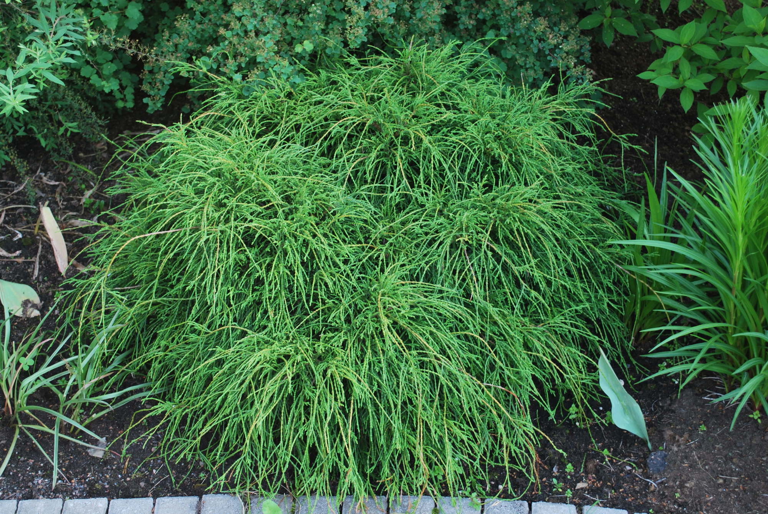 Lauko augalas puskiparisis, Ø 19, 30 cm, lot. Chamaecyparis pis. Filifera Nana-0