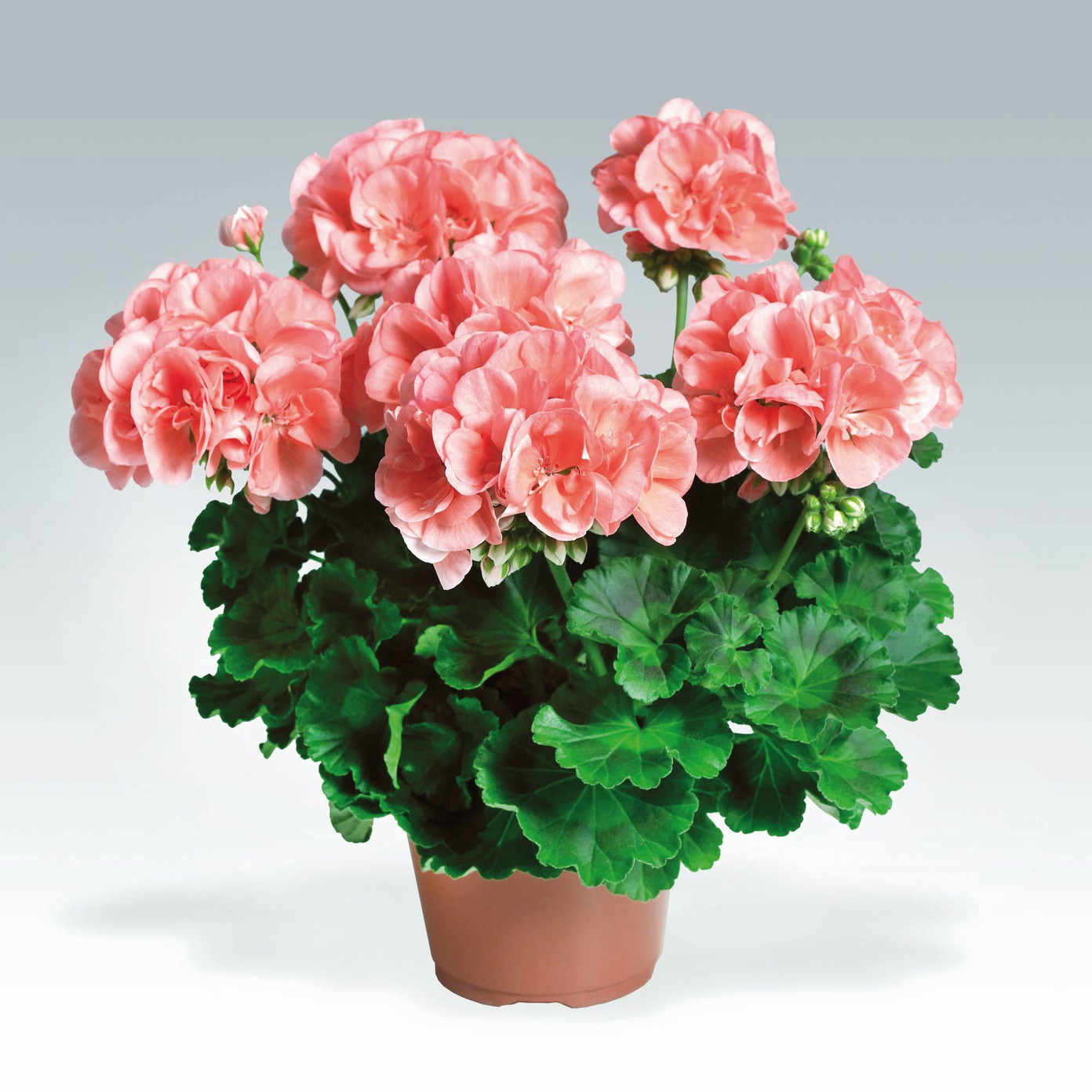 Lauko augalas kompaktinė pelargonija, Ø 11, 25 cm, lot. PELARGONIUM-0