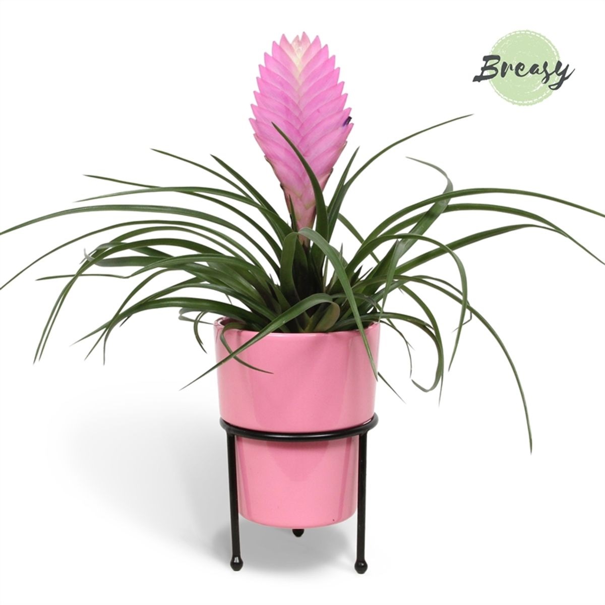 Vazoninis augalas tilandsija, vazone, Ø 11, 30 cm, lot. TILLANDSIA ANITA in ceramic-0