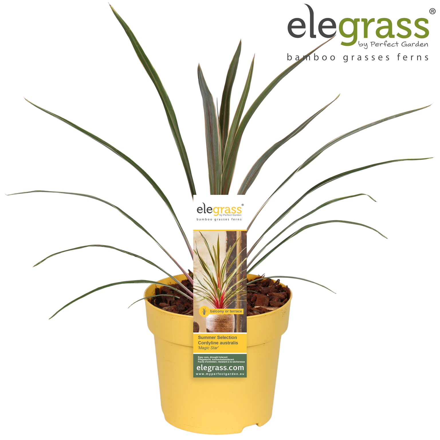 Vazoninis augalas kordilina, Ø 14, 35 cm, lot. Cordyline australis Magic Star-0