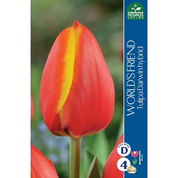 Tulpių svogūnėliai, lot. TULIPA WORLD'S FRIEND, 4 vnt-0