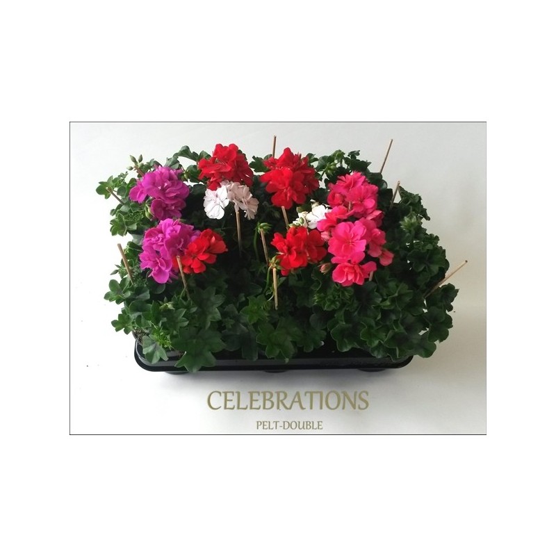 Lauko augalas pelargonija, Ø 12, lot. SVYRANTI PELARGONIJA-0