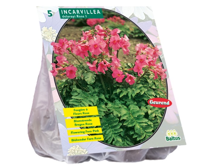 Delavajaus inkarvilėjų svogūnėliai, lot. INCARVILLEA DELAVAYI ROZE, 5 vnt-0