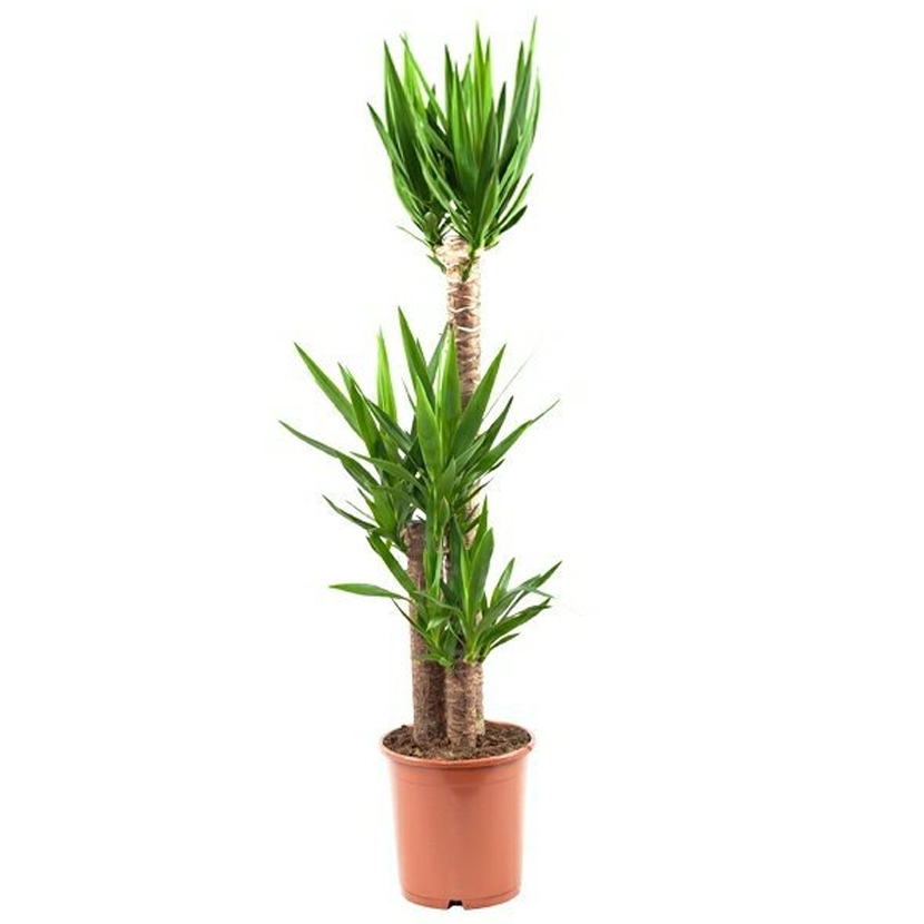 Vazoninis augalas juka, Ø 19, 100 cm, 60 - 20 cm, lot. YUCCA ELEPHANTIPES-0