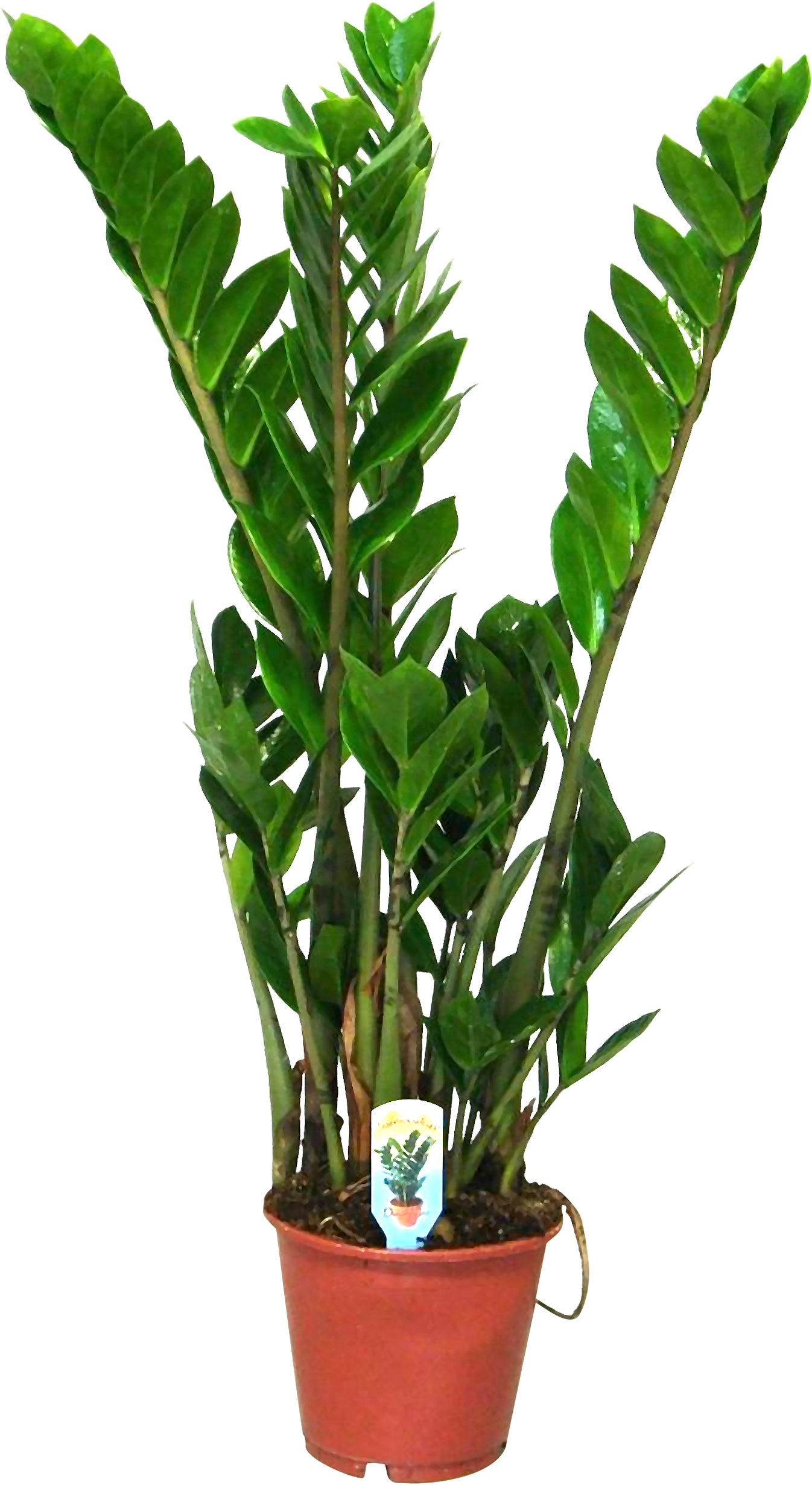 Vazoninis augalas zamiokulkas, Ø 14, 45 cm, lot. ZAMIOCULCAS