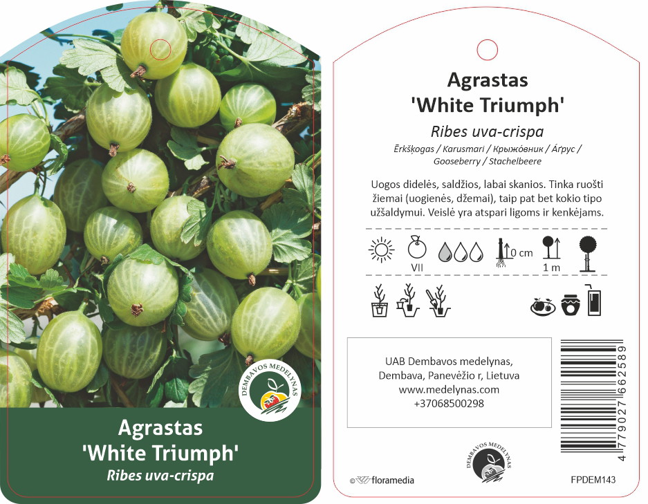 Vaiskrūmis agrastas, skiepytas, White triumph, lot. RIBES UVA-CRISPA-0