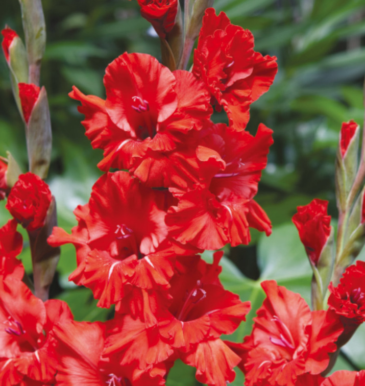 Kardelių svogūnėliai, lot. GLADIOLUS FIRE FRIZZLE, 7 vnt