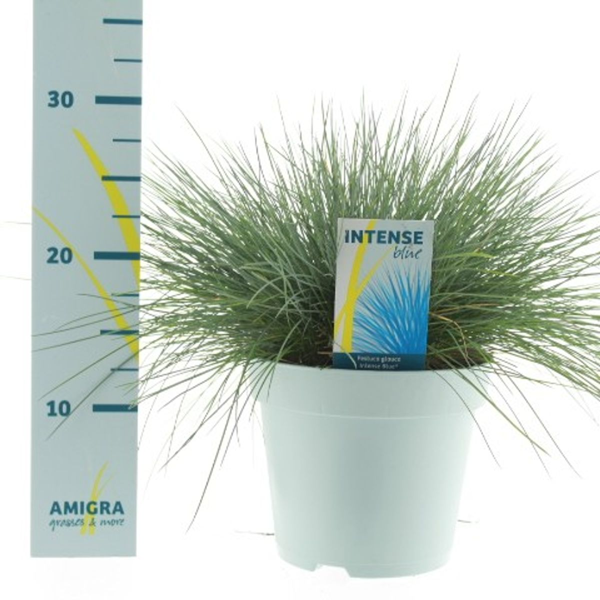 Lauko augalas eraičinas, Ø 17, 35 - 40 cm, lot. FESTUCA GLAUCA INTENSE BLUE-0