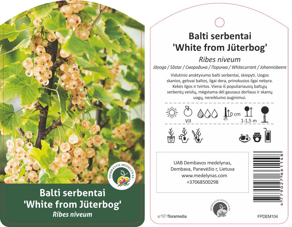 Vaiskrūmis serbentas, skiepytas, JUTENBORGO, lot. RIBES-0