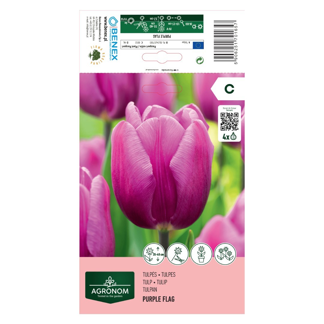 Tulpių svogūnėliai, lot. TULIPA PURPLE FLAG, 4 vnt-0