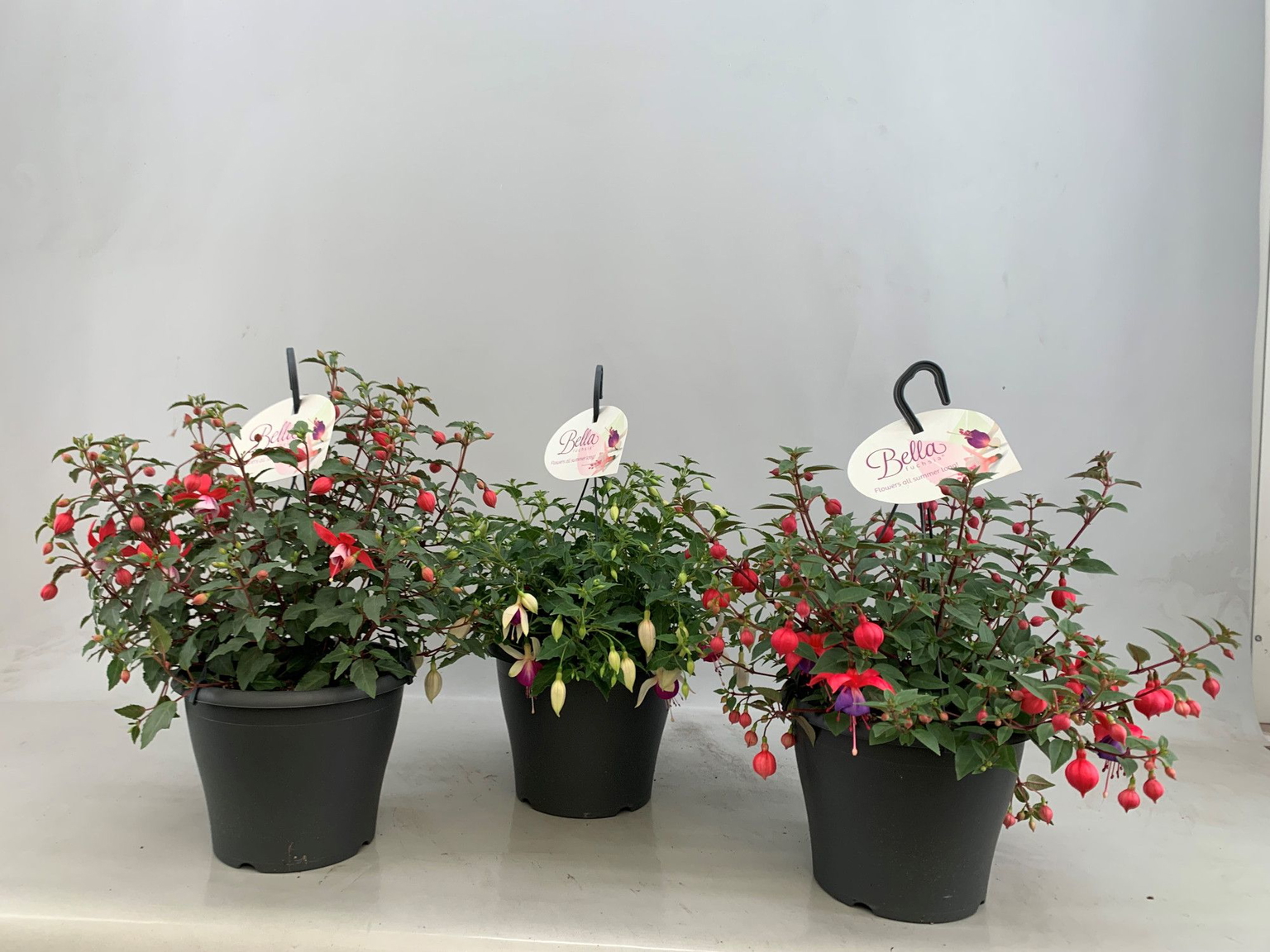 Lauko augalas Fuksija, pakabinama, Ø 21, 30 cm, lot. Fuchsia hanging-0