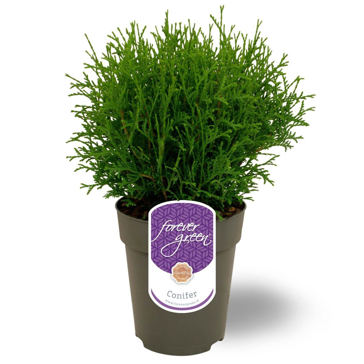 Lauko augalas vakarinė tuja, Ø 15, 45 cm, lot. Thuja occidentalis Tiny Tim-0