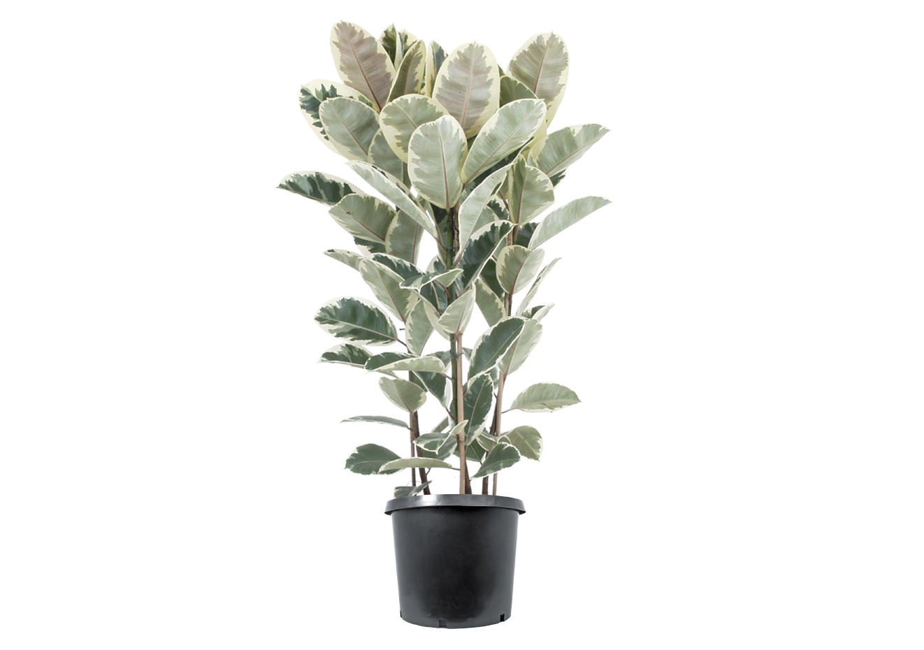Vazoninis augalas fikusas, Ø 21, 125 cm, lot. FICUS LYRATA