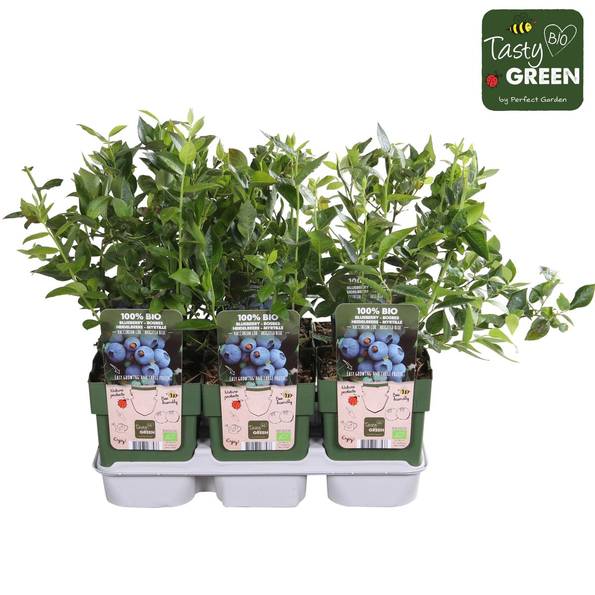 Vazoninis augalas aukštoji šilauogė, Ø 13, 25 cm, lot. VACCINIUM CORYMBOSUM BRIGITTA BLUE-0