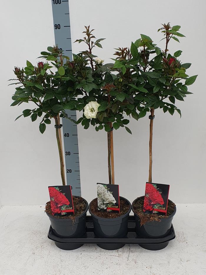 Lauko augalas rožė ant stiebo, Ø 19, 40 cm, lot. ROSA ON STEM MIX