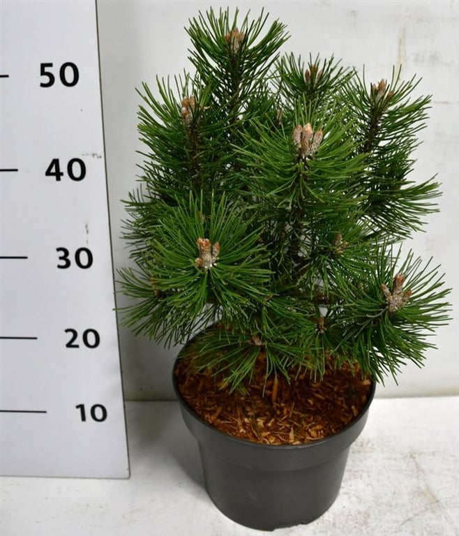 Lauko augalas kalninė pušis, Ø 23, 55 cm, lot. Pinus mugo Columbo-0