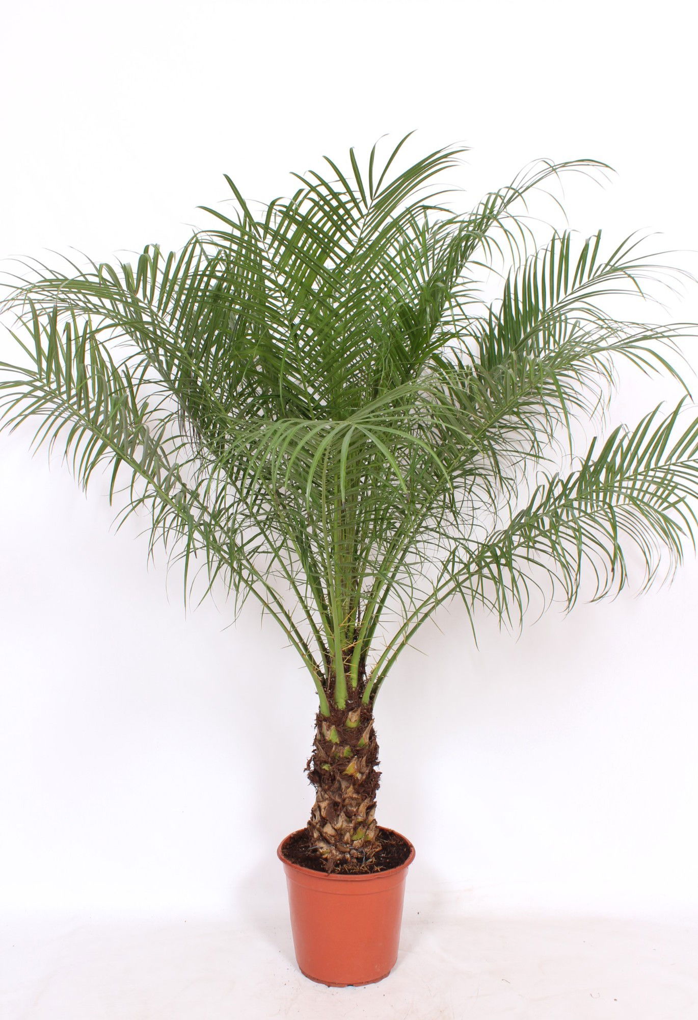 Vazoninis augalas finikas, Ø 24, 120 cm, lot. PHOENIX ROEBELENII-0