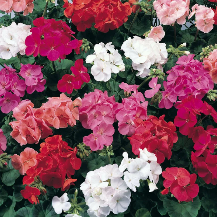 Lauko augalas pelargonija, Ø 12, lot. KRŪMINĖ PELARGONIJA-0