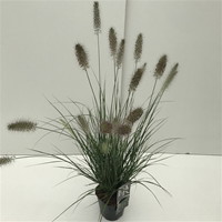 Lauko augalas soruolė, Ø 17, 40 cm, lot. PENNISETUM MIX-0