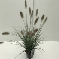 Lauko augalas soruolė, Ø 17, 40 cm, lot. PENNISETUM MIX-0