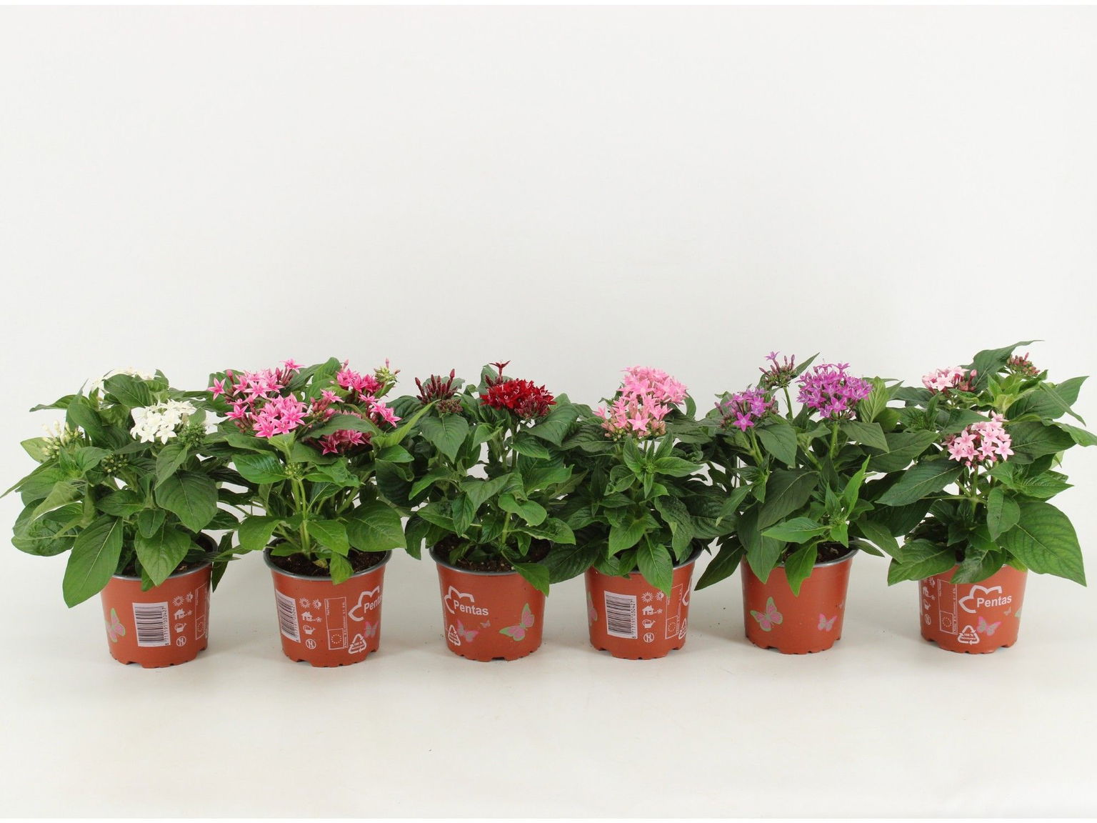 Lauko augalas pentas, Ø 12, 30 cm, lot. Pentas