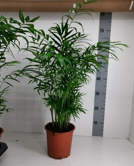 Vazoninis augalas palmė, Ø 17, 60 cm, lot. CHAMAEDOREA