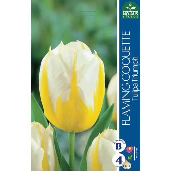 Tulpių svogūnėliai, lot. TULIPA FLAMING COQUETTE, 4 vnt-0