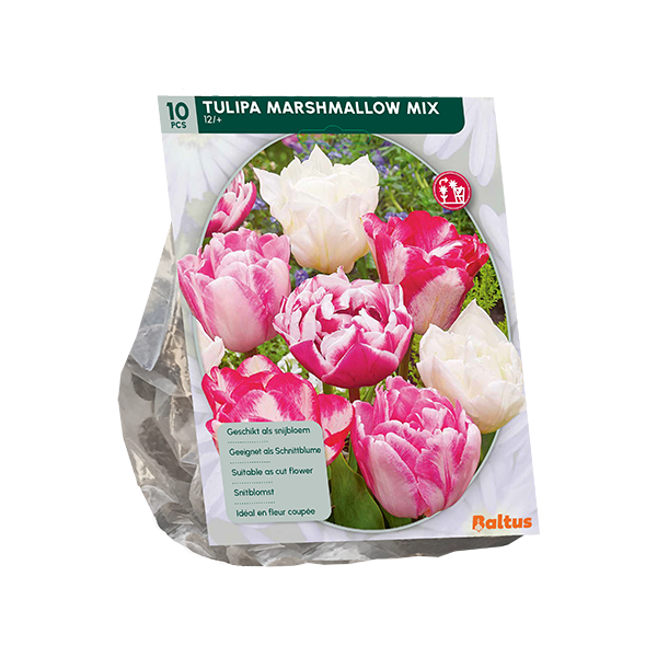Tulpių svogūnėliai, lot. TULIPA MARSHMSLLOW, 10 vnt-0