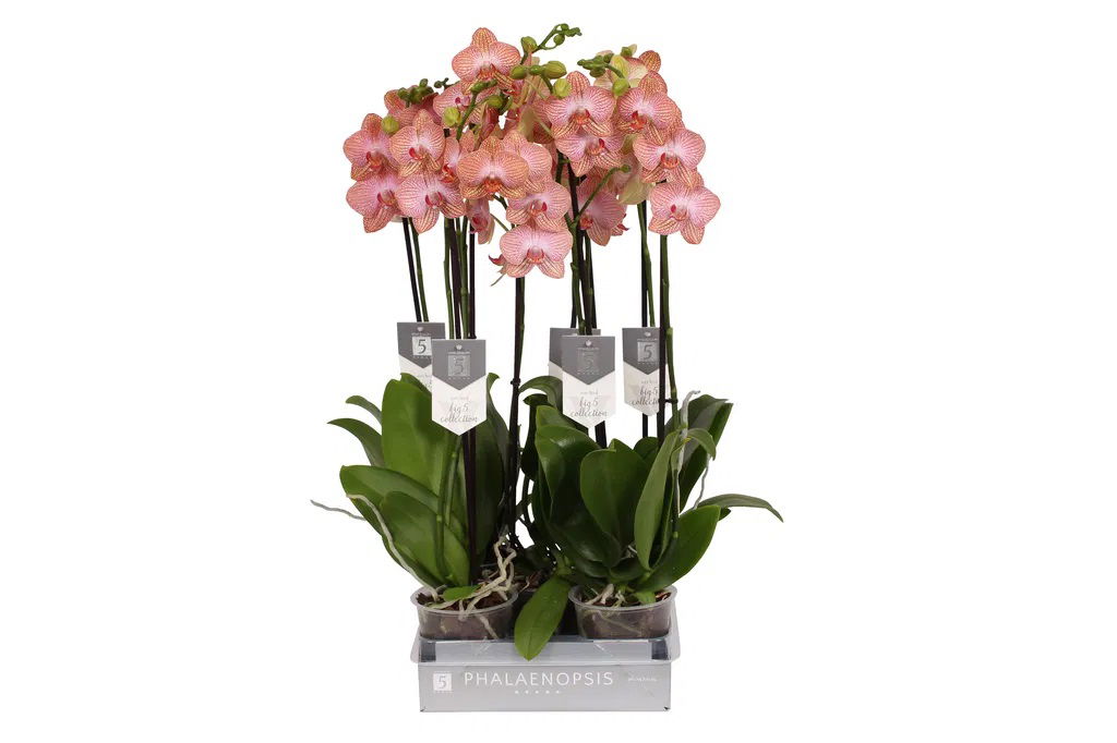 Vazoninis augalas falenopsis, Ø 12, 50 cm, lot. PHALAENOPSIS Limited, 2 stiebai-0