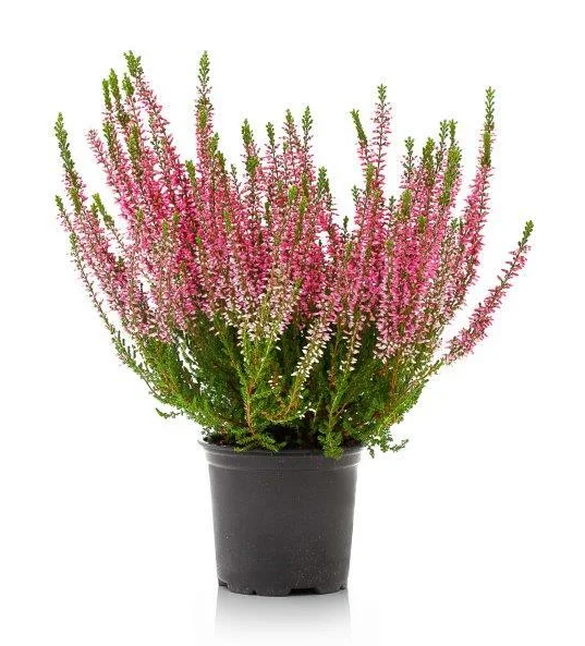 Lauko augalas viržis, Ø 11, 15 - 20 cm, lot. CALLUNA GARDEN GIRLS GOLDEN ANGIE-0