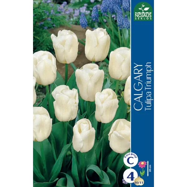 Tulpių svogūnėliai, lot. TULIPA CALGARY, 4 vnt-0