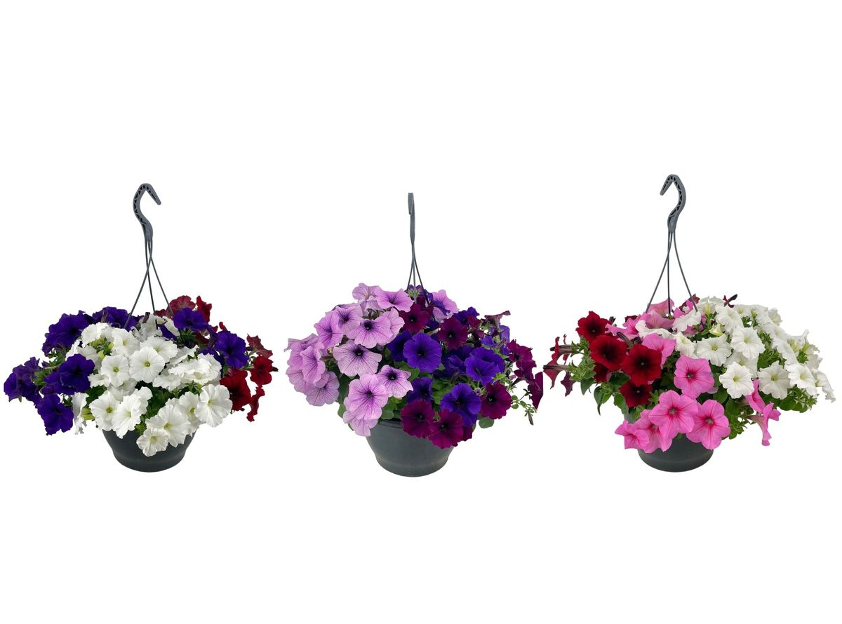 Petunijos daigai pakuotėje, 10 vnt., lot. PETUNIA-0