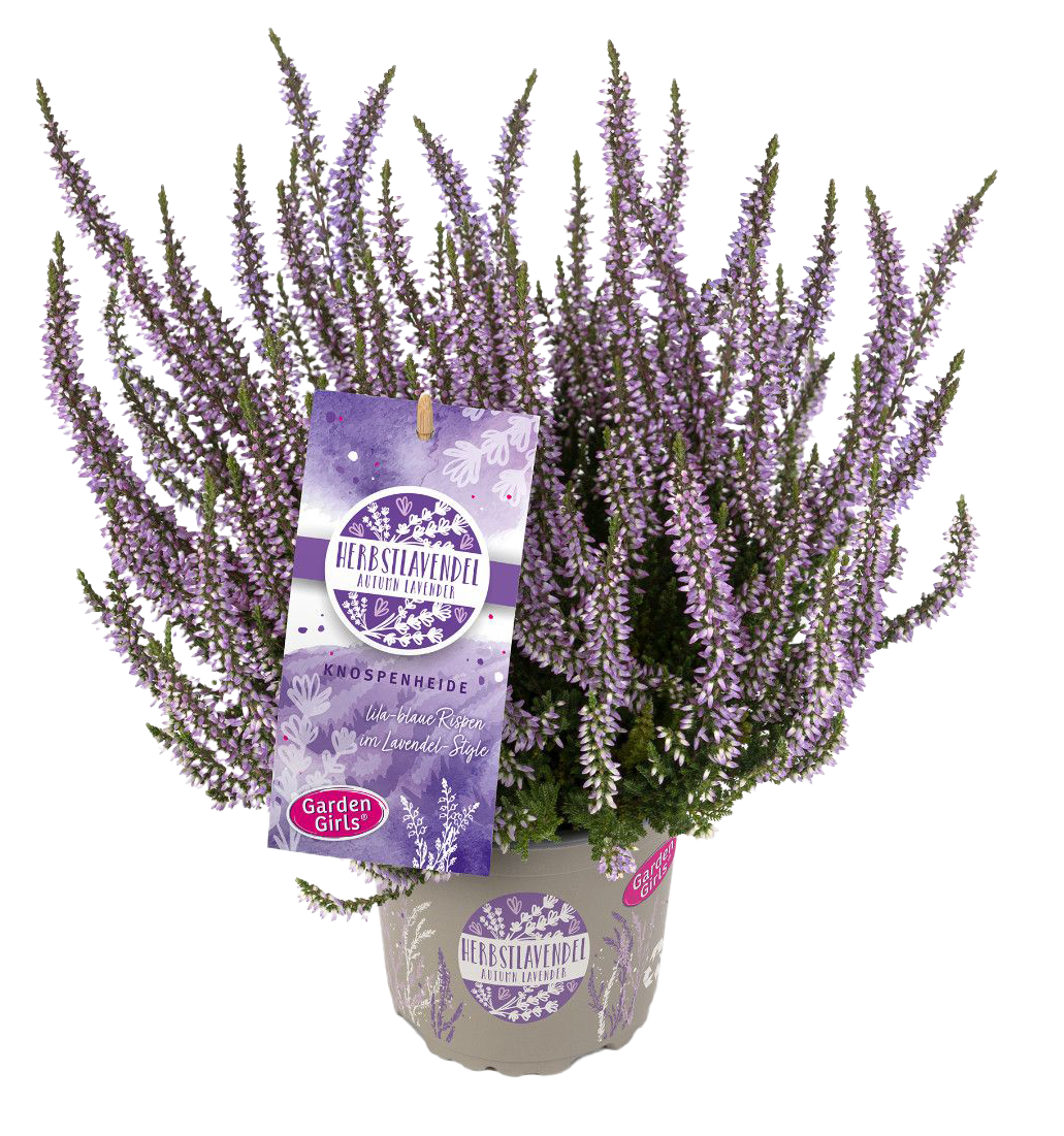 Lauko augalas viržis, Ø 11, 20 cm, lot. Calluna vulgaris Herbstlavendel-0