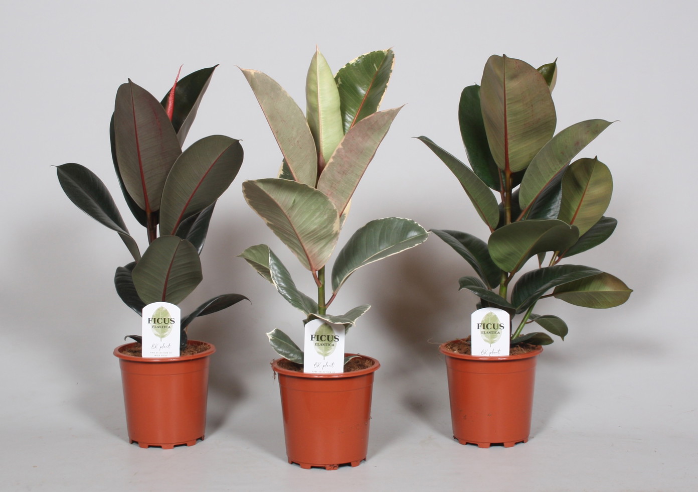 Vazoninis augalas fikusas, Ø 17, 50 - 60 cm, lot. FICUS ELASTICA-0