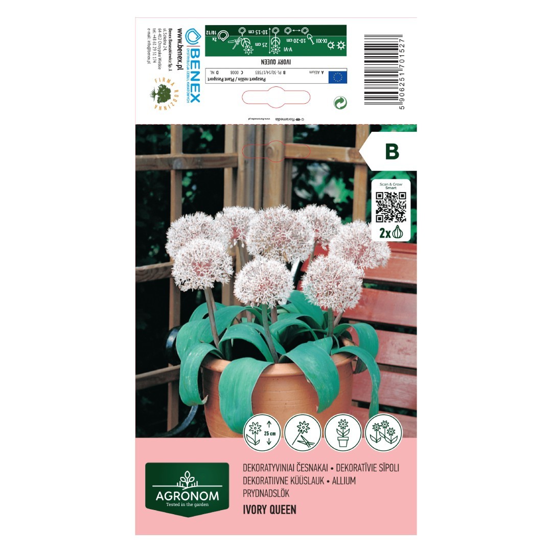 Česnakų svogūnėliai, lot. ALLIUM IVORY QUEEN, 2 vnt-0