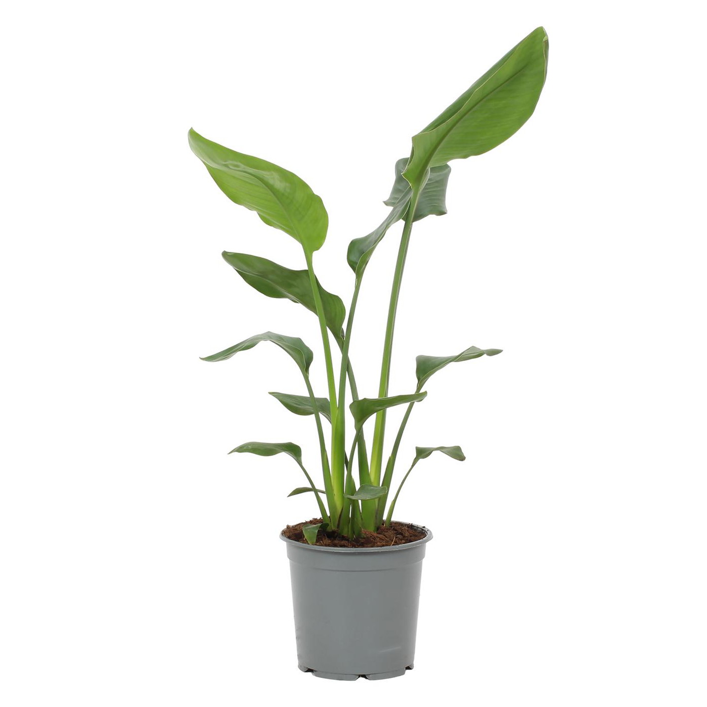 Vazoninis augalas strelicija, Ø 19, 70 cm, lot. Strelitzia reginae-0