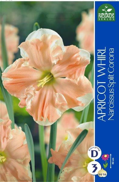 Narcizų svogūnėliai, lot. NARCISSUS APRICOT WHIRL, 3 vnt-0