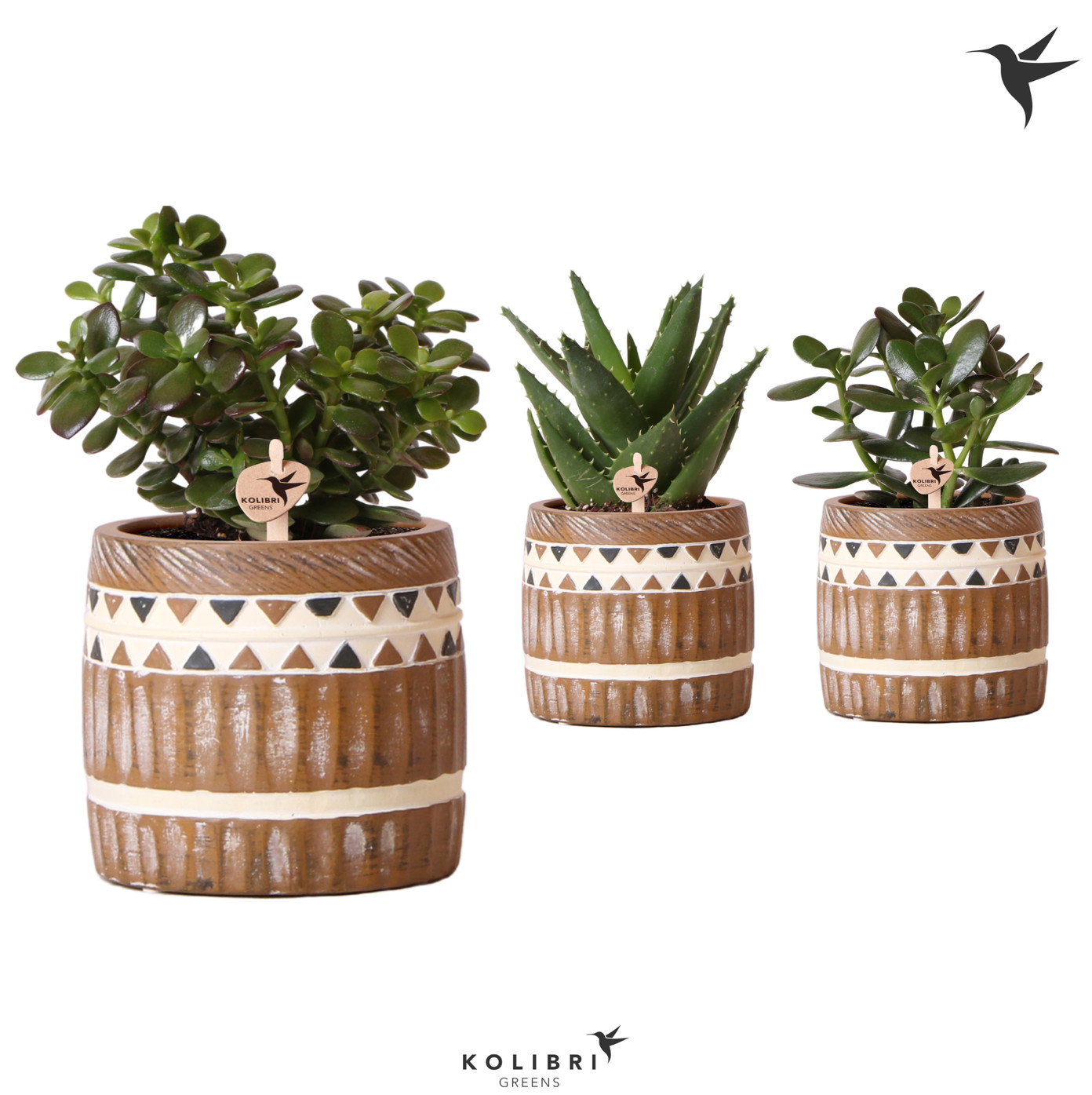 Vazoninis augalas sukulentas, Ø 10, 20 cm, lot. SUCCULENTUS MIX, in ceramic-0