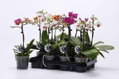 Vazoninis augalas falenopsis, su vazonu Ø 12, 40-50 cm, lot. PHALAENOPSIS, 2 stiebai