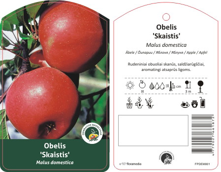 Vaismedis obelis SKAISTIS, lot. MALUS DOMESTICA-0