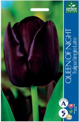 Tulpių svogūnėliai, lot. TULIPA QUEEN OF NIGHT, 5 vnt.-0