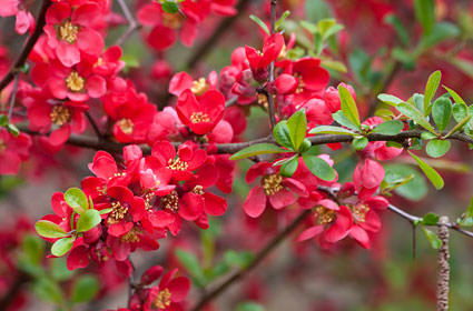 Lauko augalas vaiskrūmis, Ø 14, 50 cm, lot. Fruit bushes