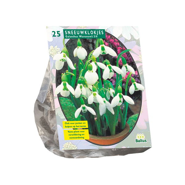 Snieguolių svogūnėliai, lot. GALANTHUS WORONOWII, 25 vnt