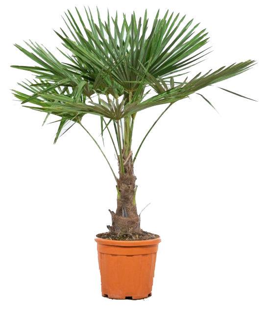 Vazoninis augalas šiurkštuolė, Ø 27, 115 cm, lot. TRACHYCARPUS FORTUNEI-0