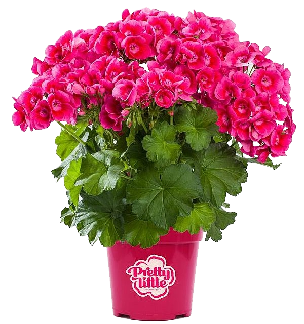 Lauko augalas pelargonija, Ø 12, 30 cm, lot. Pelargonium gra. Angel Parfum-0