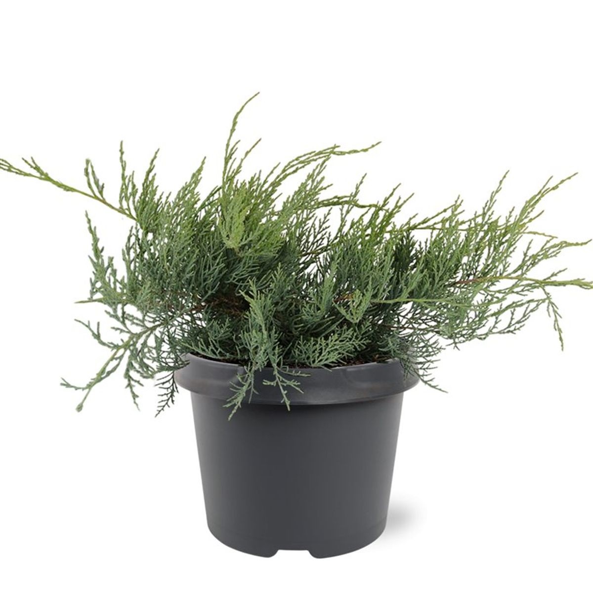 Lauko augalas virgininis kadagys, Ø 19, 30 cm, lot. Juniperus virginiana Grey Owl-0