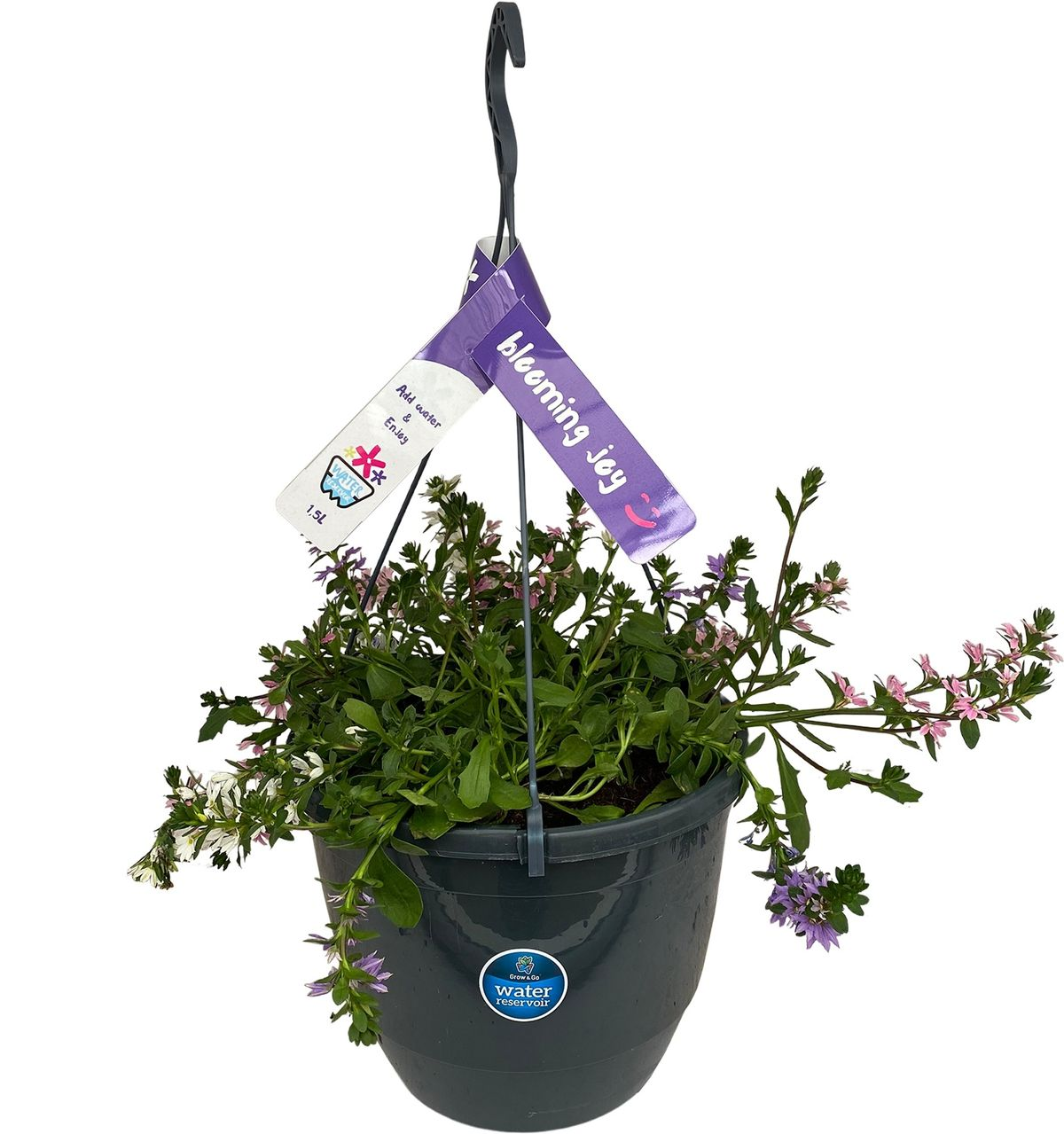 Lauko augalas skevola, Ø 27, 35 - 40 cm, lot. HANGING SCAEVOLA-0