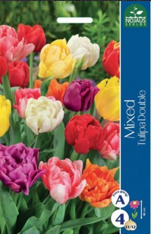 Tulpių svogūnėliai, lot. TULIPA, įv., 4 vnt-0